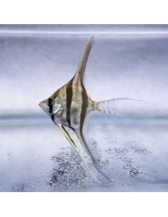 Scalaire altum Rio Iniridae (Pterophyllum altum "Rio Iniridae") 5-6cm