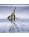 Pterophyllum altum "Rio Iniridae" Elevage 5-6cm