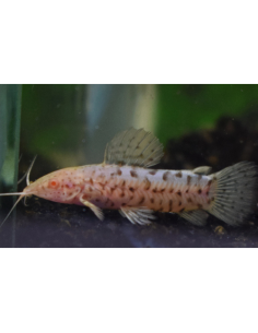 Megalechis thoracata albinos (Megalechis thoracata Albino) 6-8cm