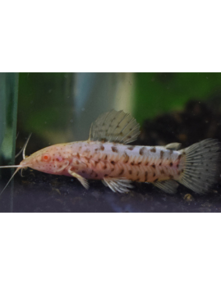 Megalechis thoracata albinos 6-8cm