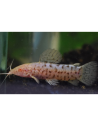 Megalechis thoracata albinos 6-8cm