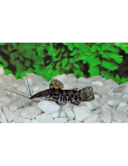 Megalechis thoracata 6-8cm