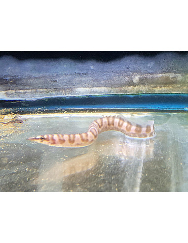 Mastacembellus ellipsifer 18-20cm