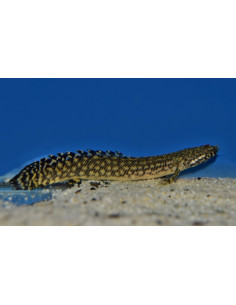 Polypterus ornatipinnis L 14-18 cm