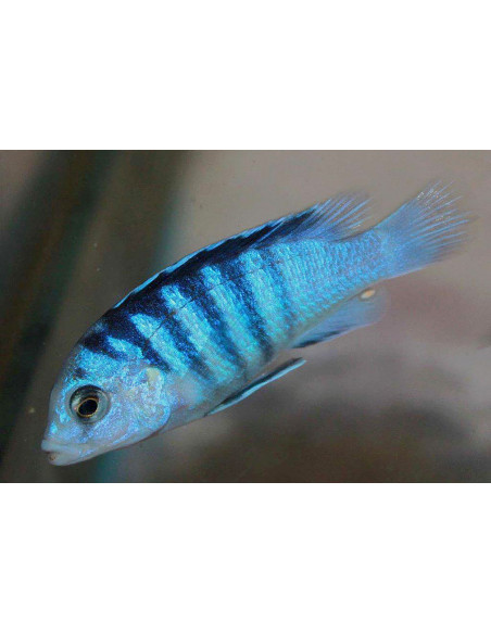 Labidochromis chizumulu Same Bay F1 (Labidochromis chizumulu "Same Bay" F1) 3-4cm