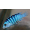 Labidochromis chizumulu Same Bay F1 (Labidochromis chizumulu "Same Bay" F1) 3-4cm