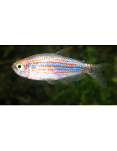 Inpaichthys parauapiranga (Inpaichthys parauapiranga) 2-3cm