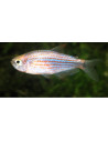 Inpaichthys parauapiranga (Inpaichthys parauapiranga) 2-3cm
