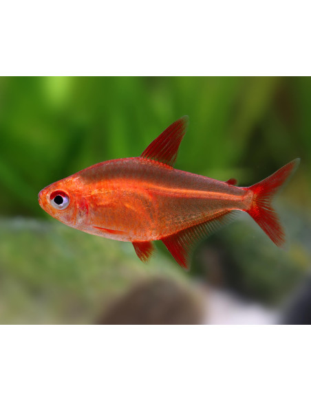 Hyphessobrycon sp. Muzel Red Cherry (Hyphessobrycon sp. "Muzel Red Cherry") 2-3cm