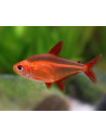 Hyphessobrycon sp. Muzel Red Cherry (Hyphessobrycon sp. "Muzel Red Cherry") 2-3cm