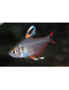 Hyphessobrycon rosaceus Whitefin (Hyphessobrycon rosaceus "Whitefin") 2-3cm