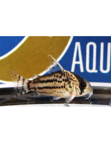 Corydoras schwartzi (Hoplisoma schwartzi) 2,5-3,5cm