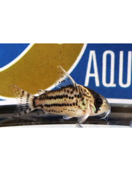 Corydoras schwartzi (Hoplisoma schwartzi) 2,5-3,5cm