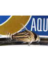 Corydoras schwartzi (Hoplisoma schwartzi) 2,5-3,5cm