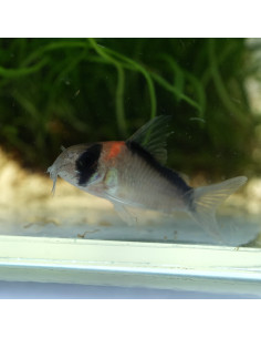 Corydoras duplicareus (Hoplisoma duplicareus) 2-3cm