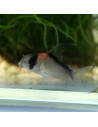 Corydoras duplicareus (Hoplisoma duplicareus) 2-3cm