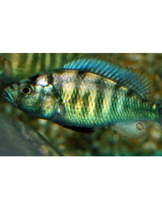 Cichlidé Haplochromis sp. CH44 (Haplochromis sp. CH44)