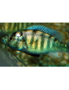 Cichlidé Haplochromis sp. CH44 (Haplochromis sp. CH44)