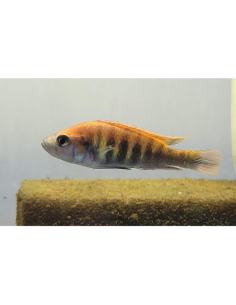 Haplochromis nyererei (Haplochromis nyererei) 4-6cm