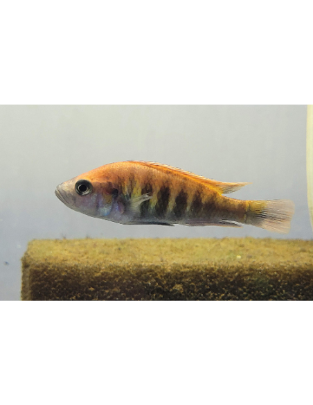 Haplochromis nyererei (Haplochromis nyererei) 4-6cm