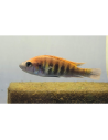 Haplochromis nyererei (Haplochromis nyererei) 4-6cm