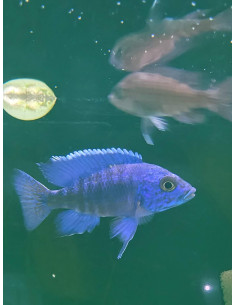 Aulonocara stuartgranti Chilumba L (Aulonocara stuartgranti Chilumba) 7-9 cm (couple)