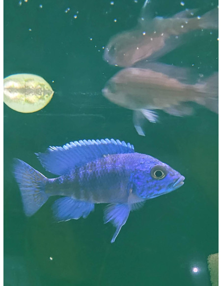 Aulonocara stuartgranti Chilumba L (Aulonocara stuartgranti Chilumba) 7-9 cm (couple)