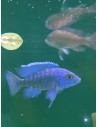 Aulonocara stuartgranti Chilumba L (Aulonocara stuartgranti Chilumba) 7-9 cm (couple)