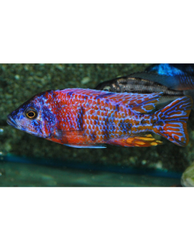 Aulonocara sp.Rubin Red L 7-9 cm (pair)