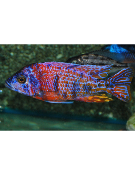 Aulonocara sp.Rubin Red L 7-9 cm (pair)
