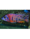 Aulonocara sp.Rubin Red L 7-9 cm (pair)