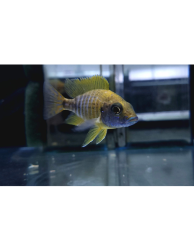 Aulonocara baenshi benga 7-9 cm (pair)