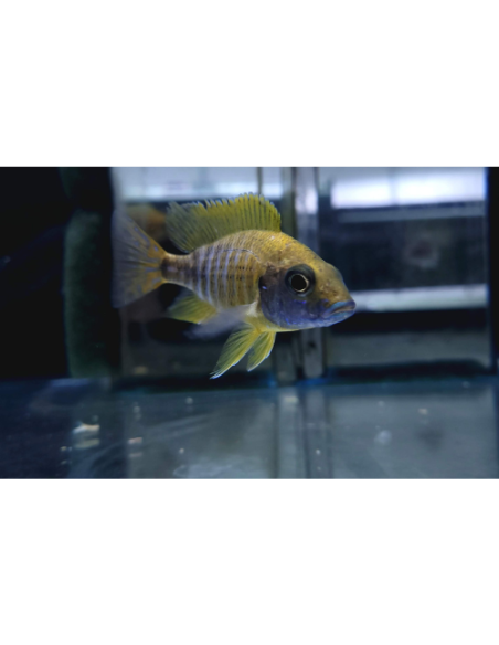 Aulonocara baenshi benga 7-9 cm (pair)