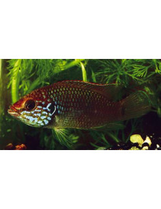 Hemichromis sp. Guinea II (Hemichromis sp. Guinea II) 3-4cm
