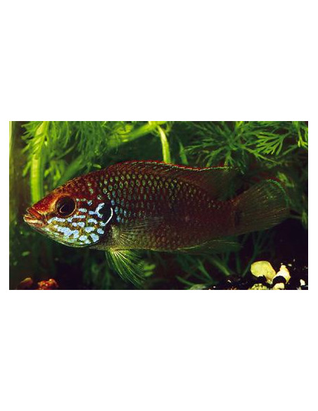 Hemichromis sp. Guinea II 3-4cm