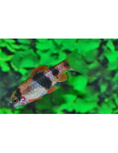 Haludaria fasciata (Haludaria fasciata) 3-4cm