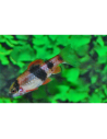 Haludaria fasciata (Haludaria fasciata) 3-4cm