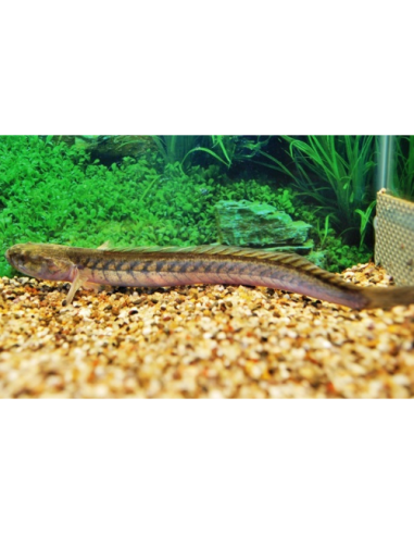 Gobioides broussonnetii L 20-30cm