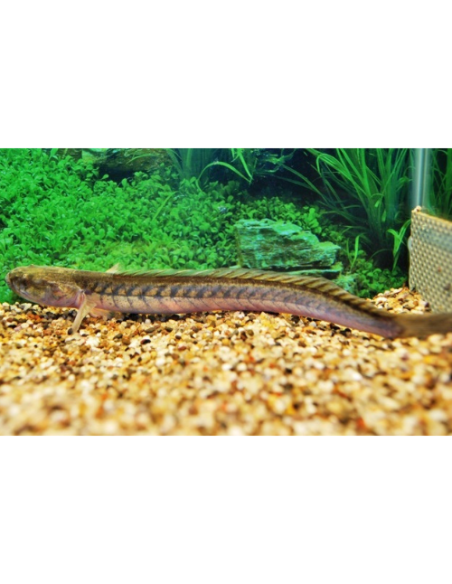 Gobioides broussonnetii L 20-30cm