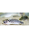 Duringlanis perugiae 2.5-3.5cm