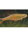 Devario auropurpureus (Devario auropurpureus) 4-6cm