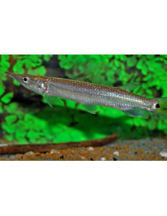 Ctenolucius hujeta beani 7-10cm