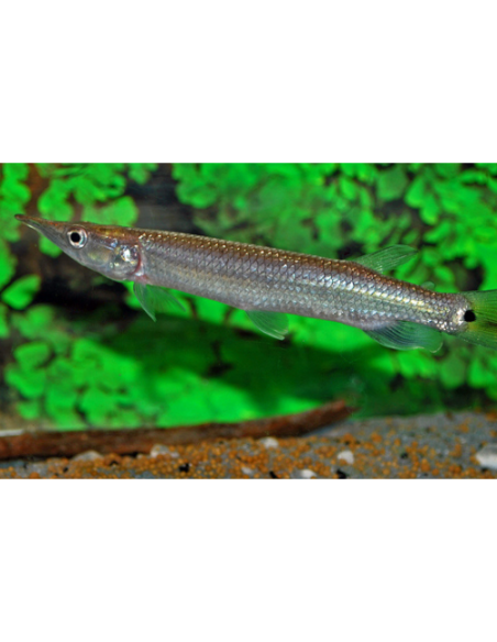 Ctenolucius hujeta beani 7-10cm