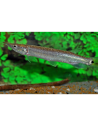 Ctenolucius hujeta beani 7-10cm
