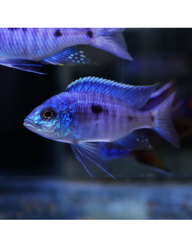 Copadichromis azureus F1 L (Copadichromis azureus) 7-11 cm (couple)