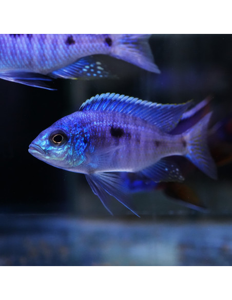 Copadichromis azureus F1 L (Copadichromis azureus) 7-11 cm (couple)