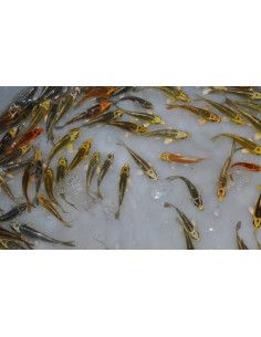 Koi Ghost (Cyprinus carpio Koi Ghost) 8cm