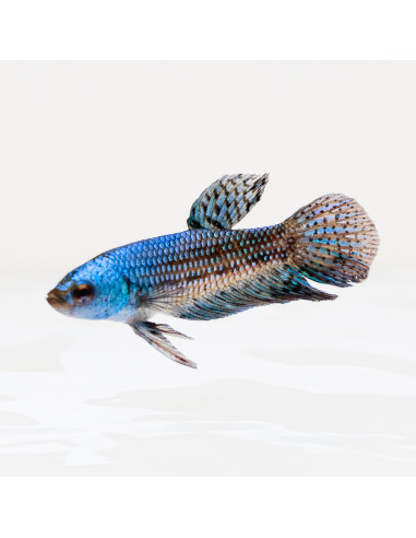 Betta sp. Alien 3-4cm