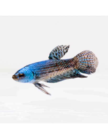 Betta sp. Alien 3-4cm