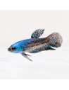Betta sp. Alien 3-4cm